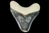 Fossil Megalodon Tooth - Florida #108398-1